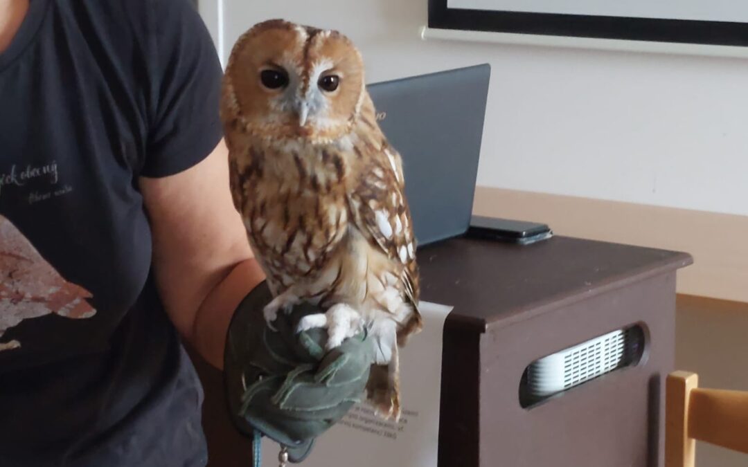 Vzdělávací program – Sovy